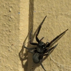 Badumna insignis at Phillip, ACT - suppressed