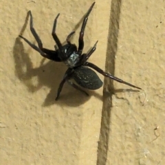 Badumna insignis at Phillip, ACT - suppressed