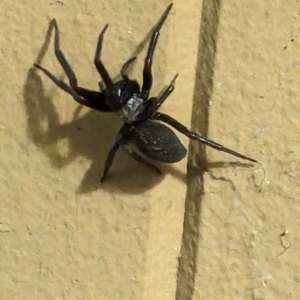 Badumna insignis at Phillip, ACT - suppressed