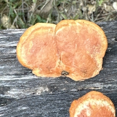 Unidentified Pored or somewhat maze-like on underside [bracket polypores] at Kangaroo Valley, NSW - 22 Aug 2023 by lbradleyKV