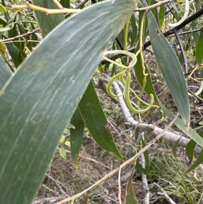 Unidentified Wattle at Kangaroo Valley, NSW - 22 Aug 2023 by lbradleyKV