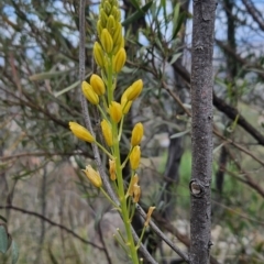 Bulbine glauca (Rock Lily) at Tuggeranong, ACT - 22 Aug 2023 by BethanyDunne