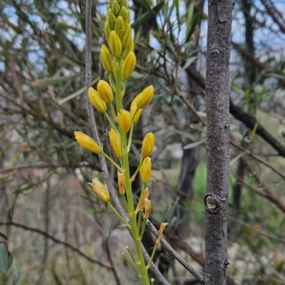 Bulbine glauca (Rock Lily) at Tuggeranong, ACT - 22 Aug 2023 by BethanyDunne