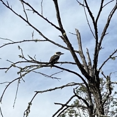 Dacelo novaeguineae (Laughing Kookaburra) at Kangaroo Valley, NSW - 22 Aug 2023 by lbradleyKV