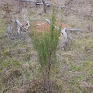 Cassinia sifton at Majura, ACT - 2 Aug 2023