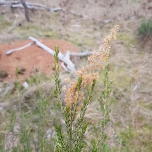 Cassinia sifton at Majura, ACT - 2 Aug 2023 12:12 PM