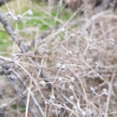 Galium aparine at Majura, ACT - 2 Aug 2023