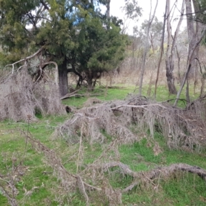 Galium aparine at Majura, ACT - 2 Aug 2023