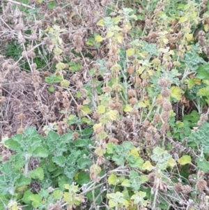 Marrubium vulgare at Majura, ACT - 2 Aug 2023 12:23 PM