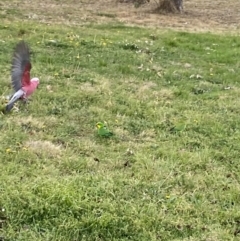 Eolophus roseicapilla (Galah) at Wanniassa, ACT - 22 Aug 2023 by jks