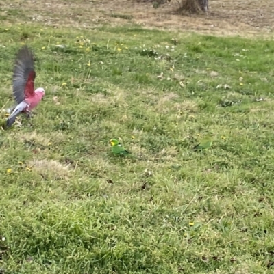 Eolophus roseicapilla (Galah) at Wanniassa Hills Open Space - 22 Aug 2023 by jks