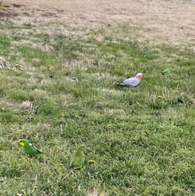 Polytelis swainsonii (Superb Parrot) at Wanniassa Hills Open Space - 22 Aug 2023 by jks