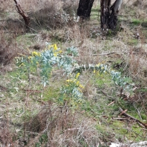 Acacia baileyana at Watson, ACT - 2 Aug 2023 12:41 PM