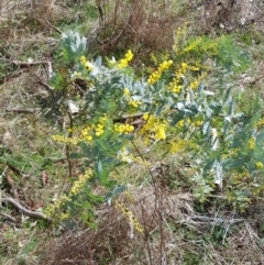 Acacia baileyana at Watson, ACT - 2 Aug 2023 12:41 PM