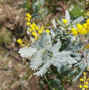 Acacia baileyana at Watson, ACT - 2 Aug 2023 12:41 PM