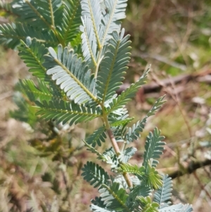 Acacia baileyana at Watson, ACT - 2 Aug 2023 12:41 PM