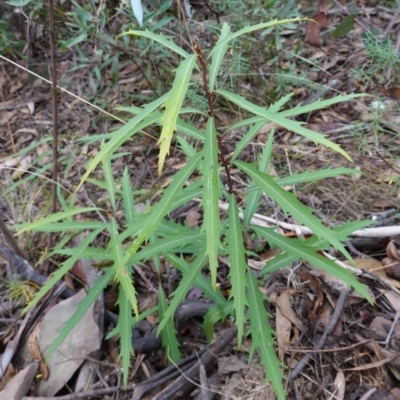 Lomatia myricoides (River Lomatia) at Namadgi National Park - 4 Jun 2023 by RobG1