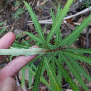 Lomatia myricoides at Cotter River, ACT - 4 Jun 2023