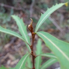 Lomatia myricoides at Cotter River, ACT - 4 Jun 2023