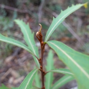 Lomatia myricoides at Cotter River, ACT - 4 Jun 2023