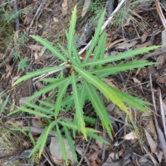 Lomatia myricoides at Cotter River, ACT - 4 Jun 2023