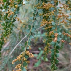 Acacia pravissima at Cotter River, ACT - 4 Jun 2023