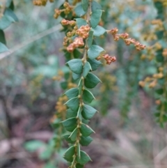 Acacia pravissima at Cotter River, ACT - 4 Jun 2023