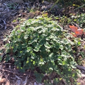 Geranium solanderi var. solanderi at Hackett, ACT - 24 Aug 2023 06:35 AM