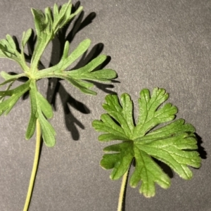 Geranium solanderi var. solanderi at Hackett, ACT - 24 Aug 2023 06:35 AM