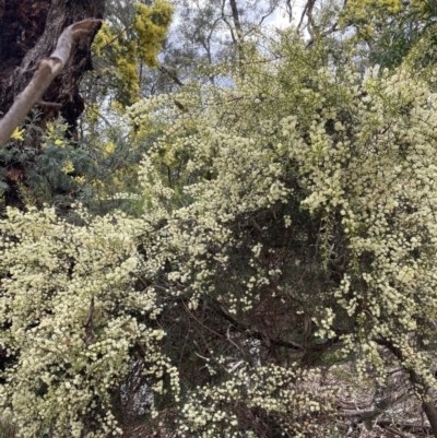 Acacia genistifolia (Early Wattle) at Hackett, ACT - 16 Aug 2023 by waltraud