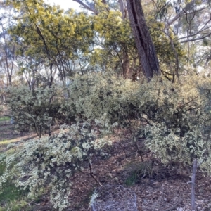 Acacia genistifolia at Hackett, ACT - 16 Aug 2023