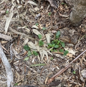 Arum italicum at Hackett, ACT - 22 Aug 2023