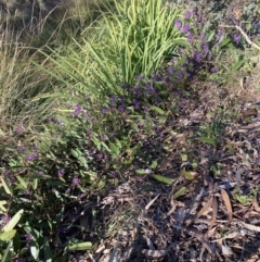 Hardenbergia violacea (False Sarsaparilla) at Hackett, ACT - 16 Aug 2023 by waltraud