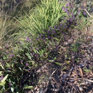 Hardenbergia violacea at Hackett, ACT - 16 Aug 2023