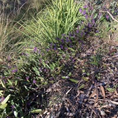 Hardenbergia violacea (False Sarsaparilla) at Hackett, ACT - 16 Aug 2023 by waltraud