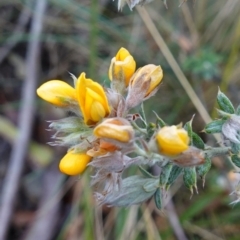 Oxylobium ellipticum (Common Shaggy Pea) at Cotter River, ACT - 4 Jun 2023 by RobG1