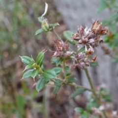 Oxylobium ellipticum at Cotter River, ACT - 4 Jun 2023