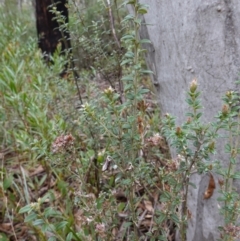 Oxylobium ellipticum at Cotter River, ACT - 4 Jun 2023 01:32 PM