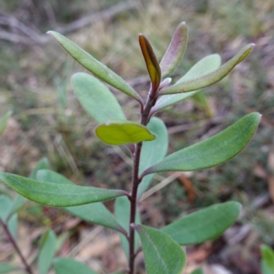 Persoonia subvelutina (Velvety Geebung) at Cotter River, ACT - 4 Jun 2023 by RobG1