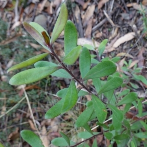 Persoonia subvelutina at Cotter River, ACT - 4 Jun 2023 01:51 PM