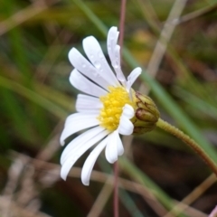 Brachyscome aculeata (Hill Daisy) at Cotter River, ACT - 4 Jun 2023 by RobG1