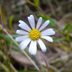 Brachyscome aculeata at Cotter River, ACT - 4 Jun 2023