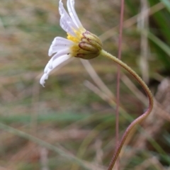 Brachyscome aculeata at Cotter River, ACT - 4 Jun 2023