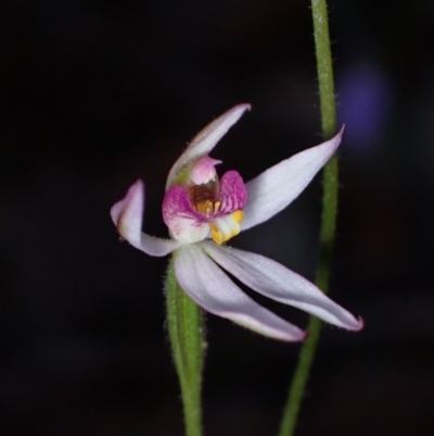 Caladenia alata (Fairy Orchid) at Hyams Beach, NSW - 18 Aug 2023 by AnneG1