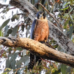 Falco longipennis (Australian Hobby) at Tuggeranong, ACT - 22 Aug 2023 by HelenCross