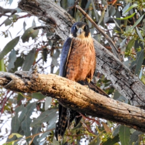 Falco longipennis at Tuggeranong, ACT - 22 Aug 2023