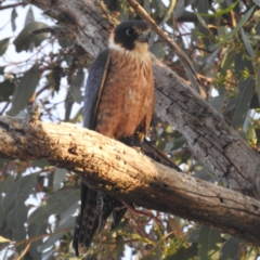 Falco longipennis at Tuggeranong, ACT - 22 Aug 2023