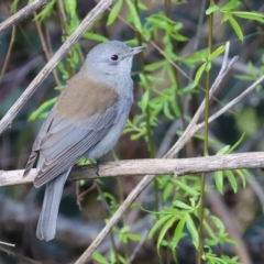 Colluricincla harmonica (Grey Shrikethrush) at West Wodonga, VIC - 20 Aug 2023 by KylieWaldon