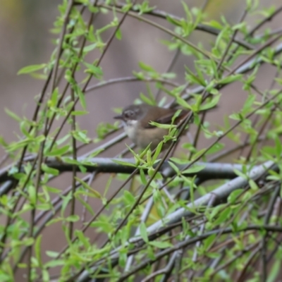 Sericornis frontalis (White-browed Scrubwren) at West Wodonga, VIC - 20 Aug 2023 by KylieWaldon