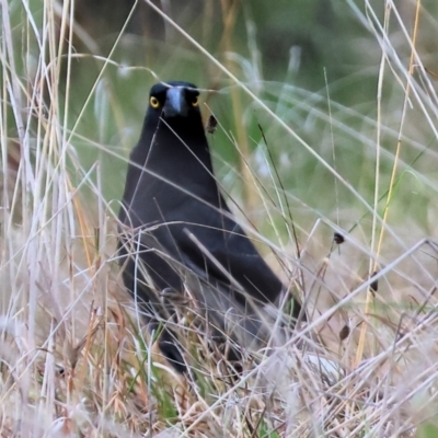 Strepera graculina (Pied Currawong) at West Wodonga, VIC - 19 Aug 2023 by KylieWaldon